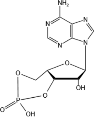 Adenosine 3', 5'-cyclic monophosphate