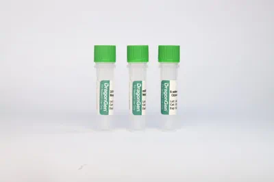 2'-O-Methyltransferase