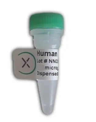 Human Factor XII